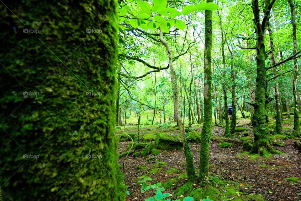 Forest in Ireland. 
