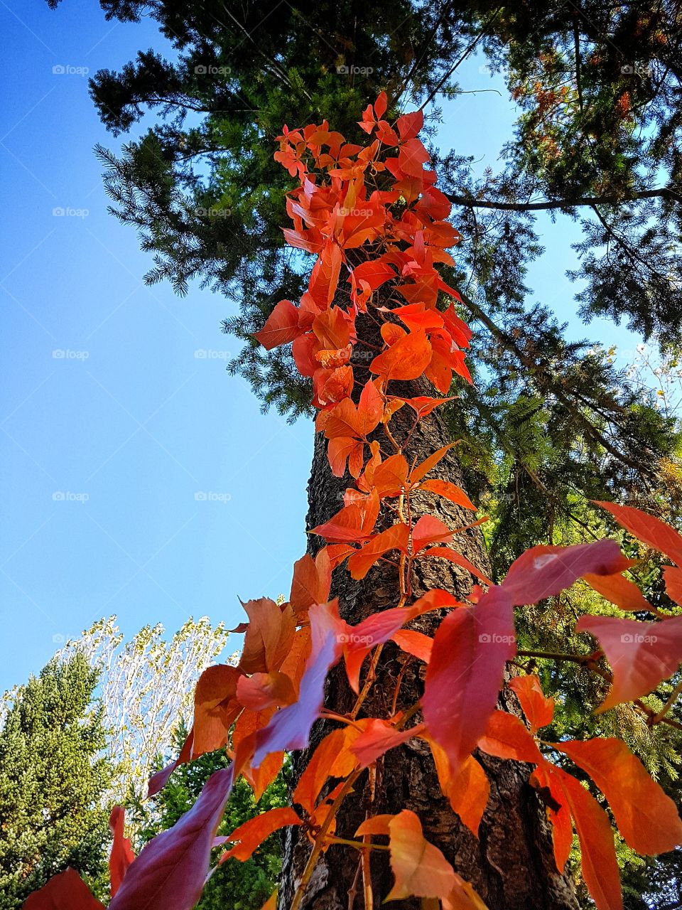 Growing up in the sky.