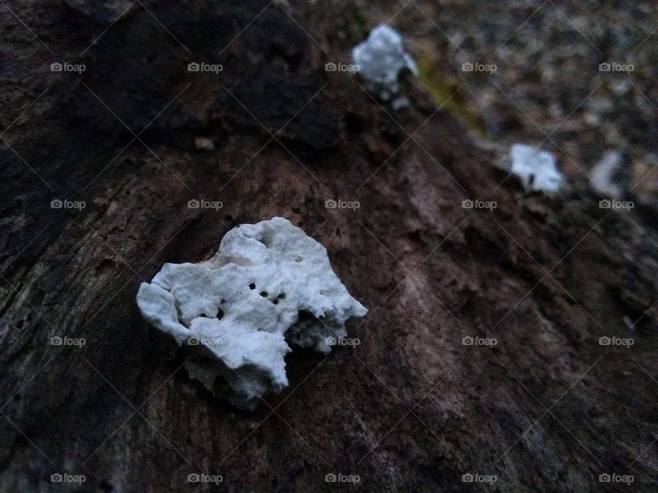 Fungus On A