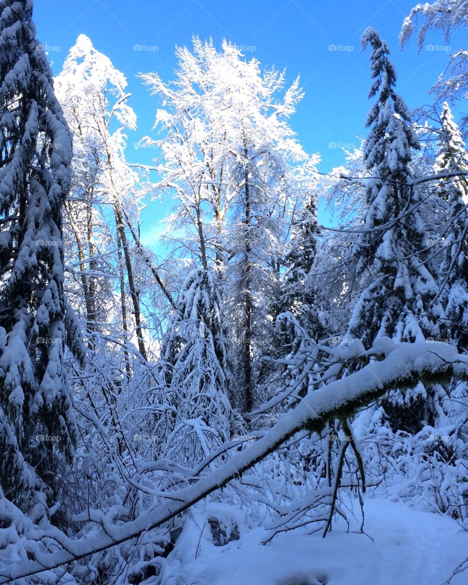 Frozen tree in winter