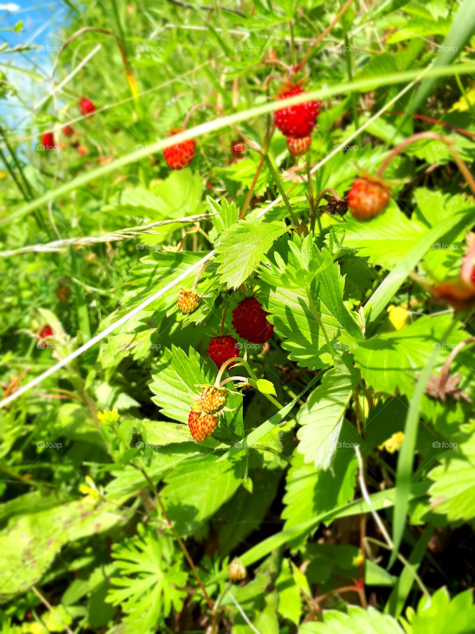 As a child I always liked to groom forest strawberries. And today I do it.It is a memory of childhood.It is the best smell of a forest strawberry, and no other can replace it.
