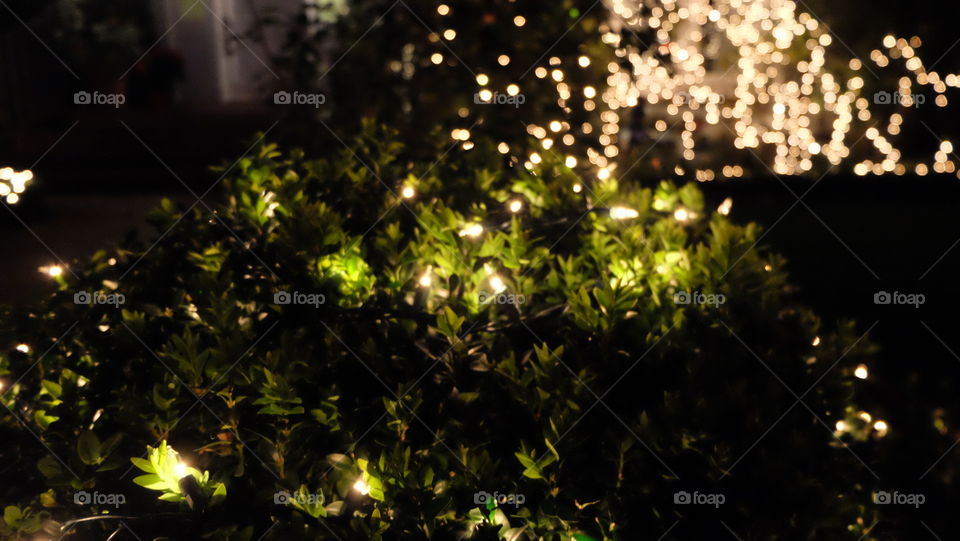 Outdoors sparkling with festive lights on trees
