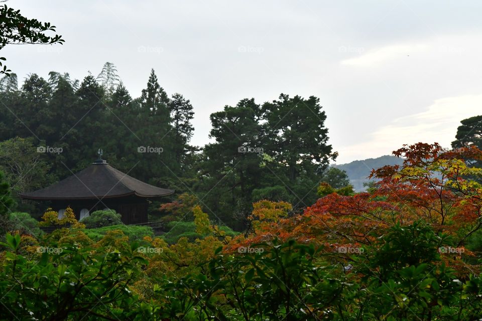 Japanese garden in the fall