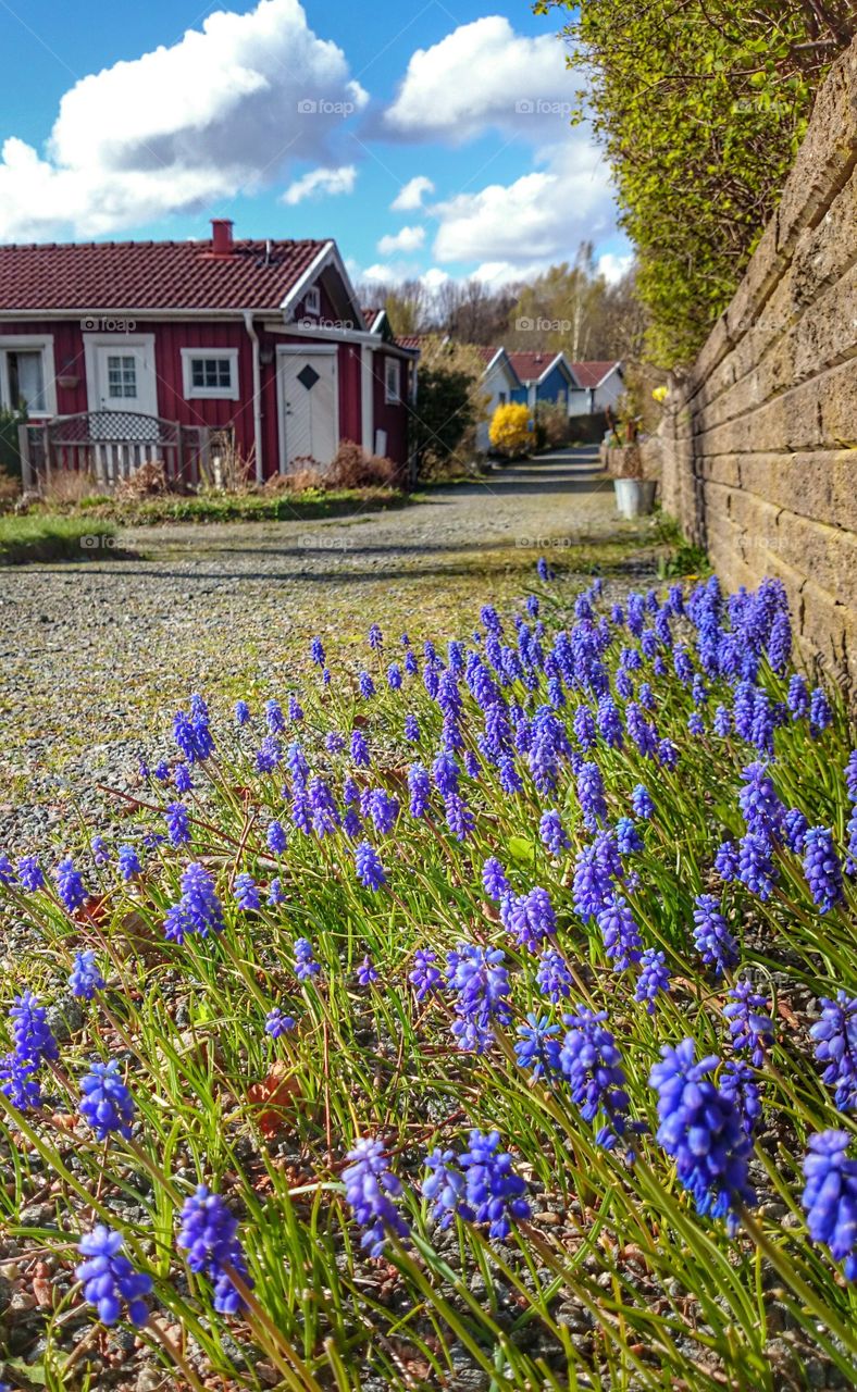 Muscari botryoides. Muscari botryoides 