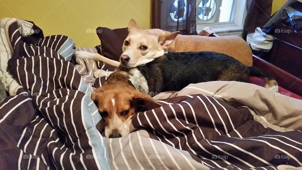 Brother and sister taking over mommy and daddy's bed!