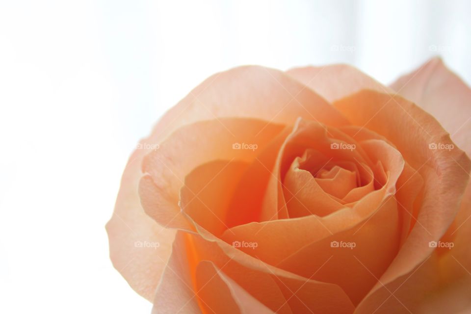 Backlit closeup of a peach-colored rose in natural light against a bright white background