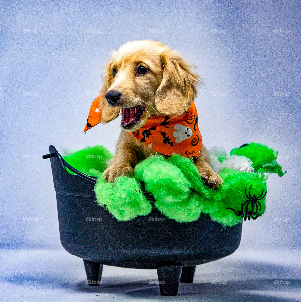 Remy the Champagne Dachshund sits inside a cauldron dressed for Halloween