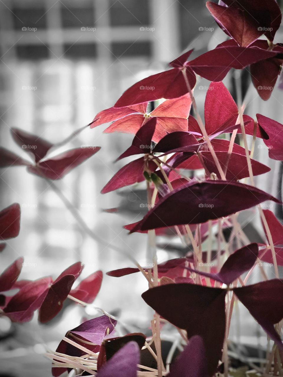 Purple shamrocks indoor plant