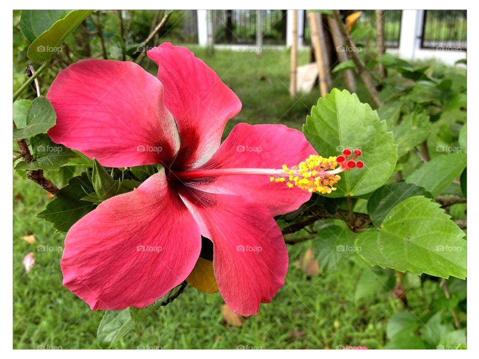 Flower -#Hibiscus