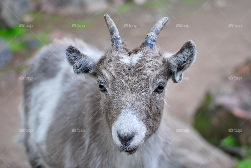 Portrait of a goat