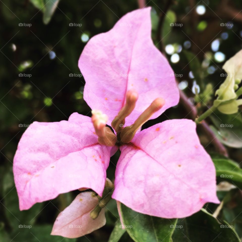 🌺Fim de #cooper!
Suado, cansado e feliz, alongando e curtindo a beleza das #flores.
🏁
#corrida #treino #flor #flowers #pétalas #pétala #jardim #jardinagem #garden #flora #run #running #esporte #alongamento