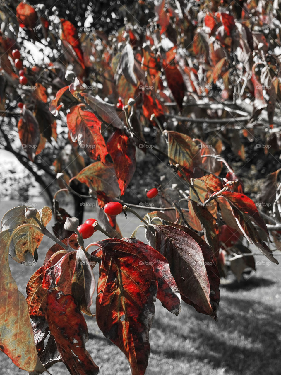 Autumn berries in Maryland 