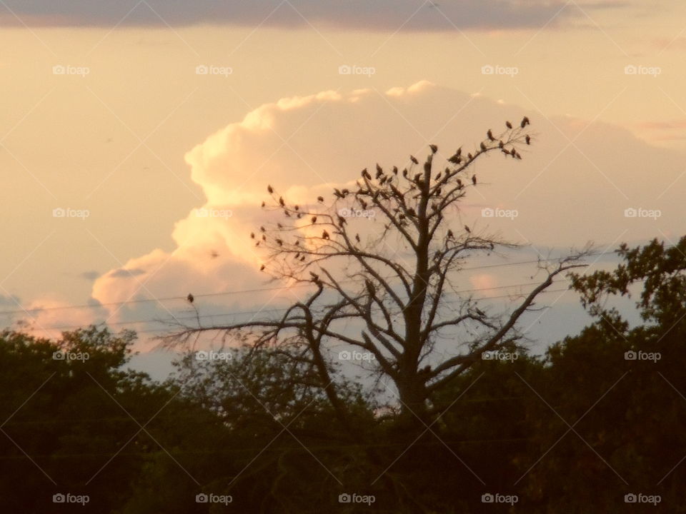 East Texas sunset. This is another picture of the sun setting. 👣 🚶 🏃 🔥 💨