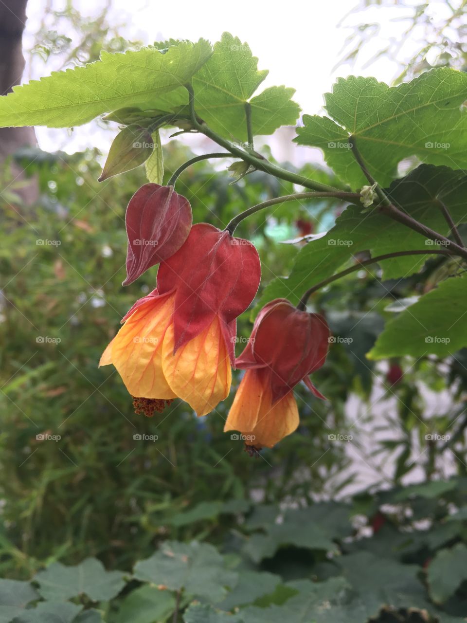 Three Red orange yellow downward facing flowers