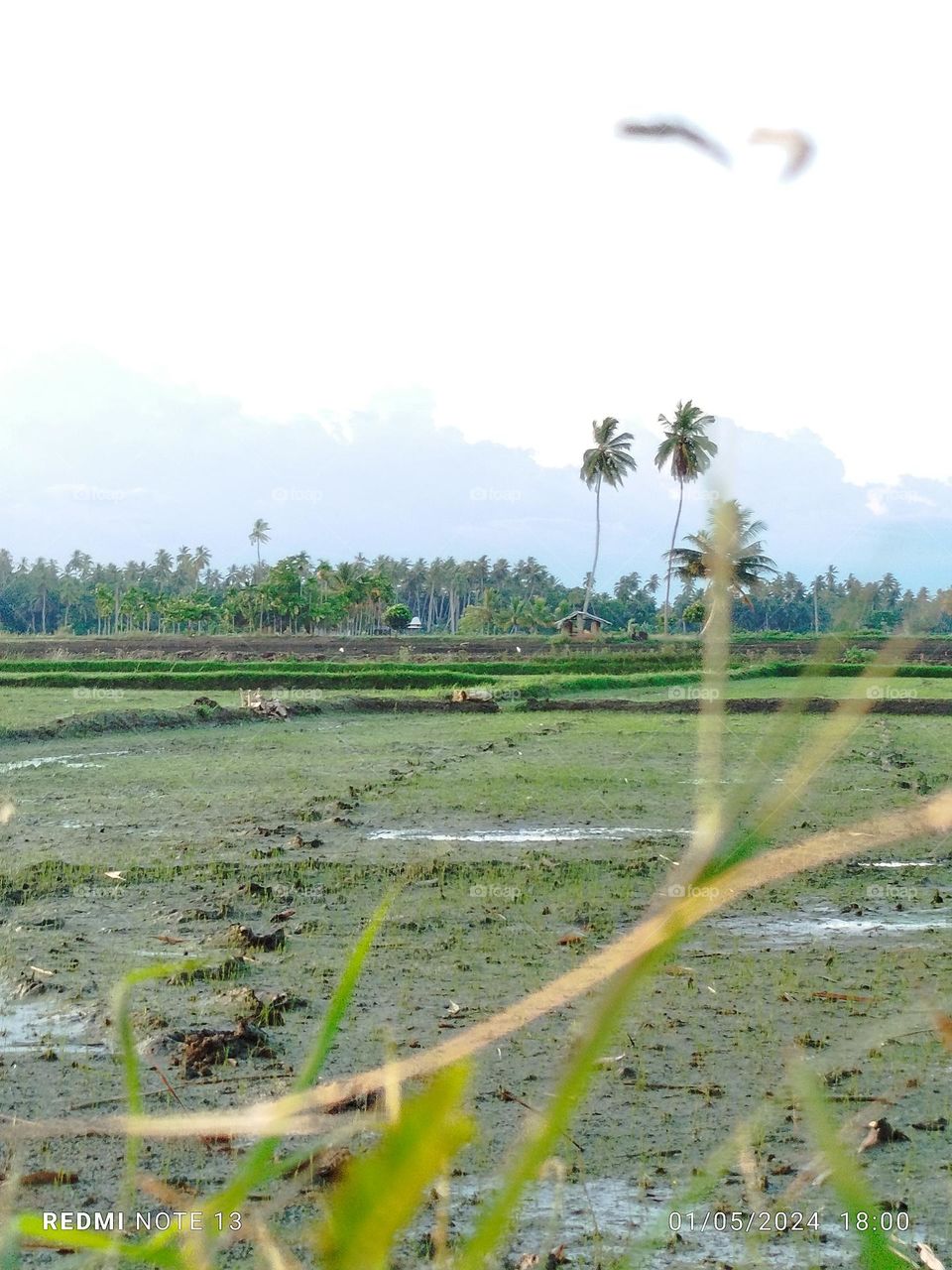 This environment of green hill fields is found in my country