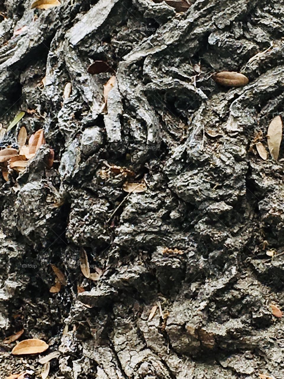 Bark