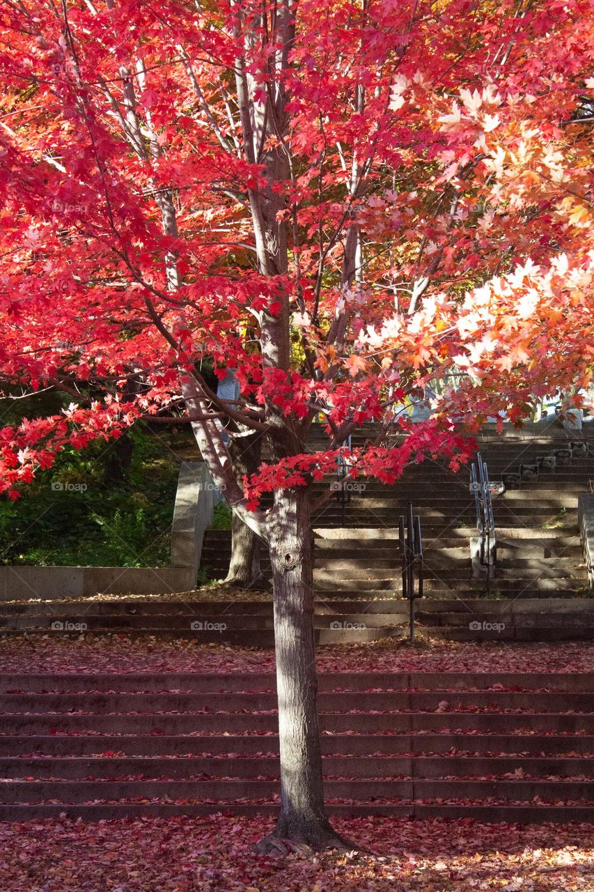 Bright fall colors with a backdrop of fallen leaves on stone stairs. Autumn in New England 2022.