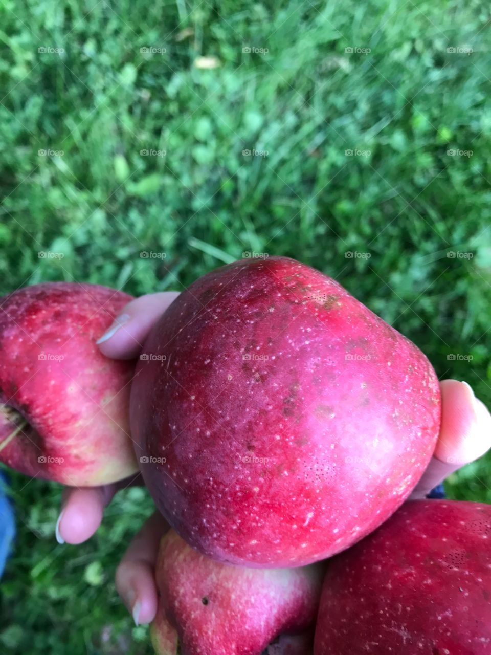 Fruit of the harvest 