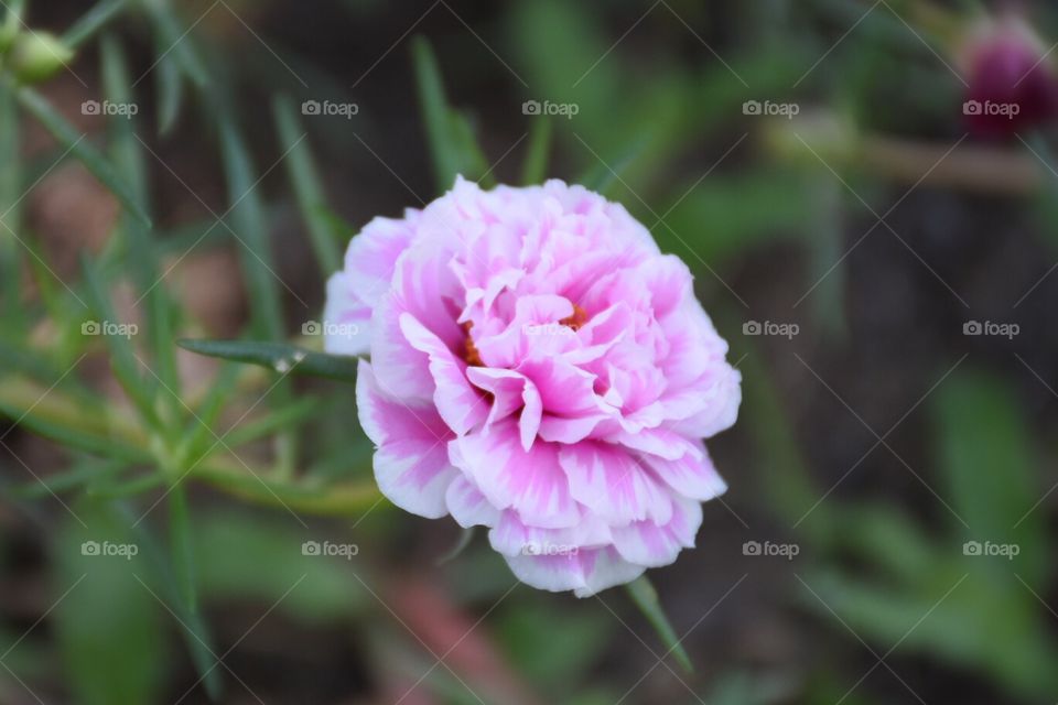 Pink flower so sweet 