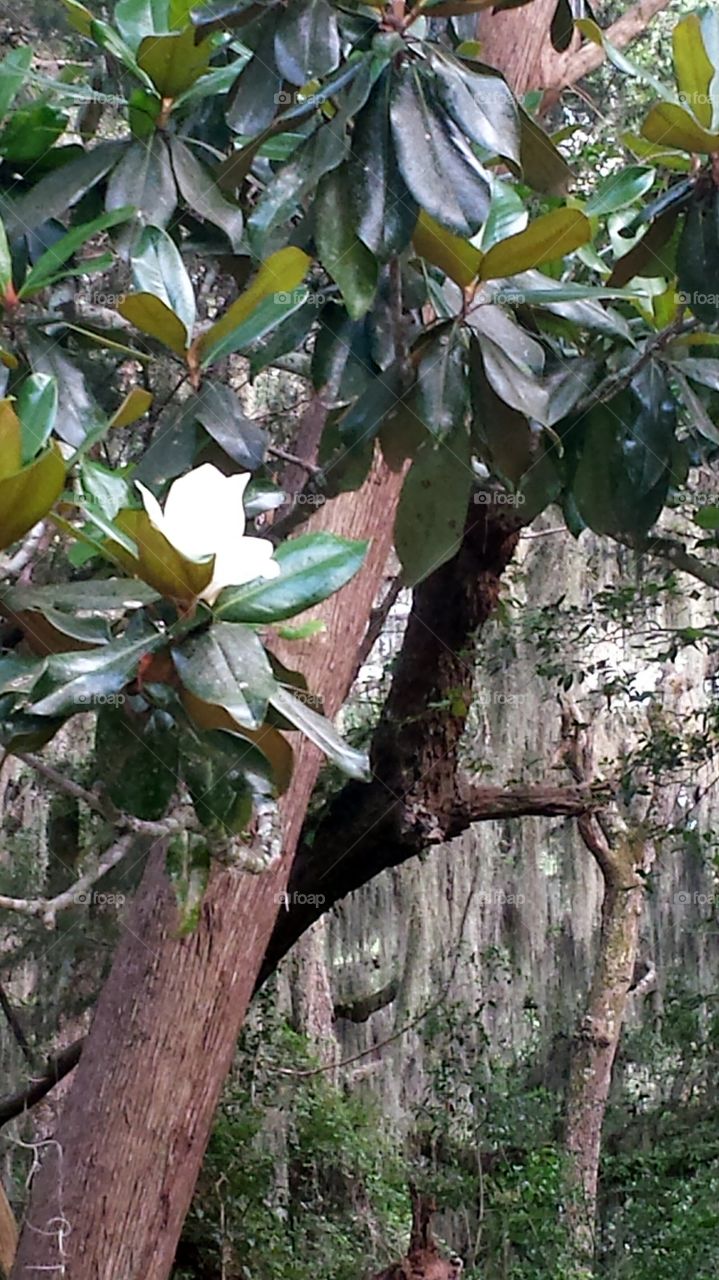 Magnolia in the Forest