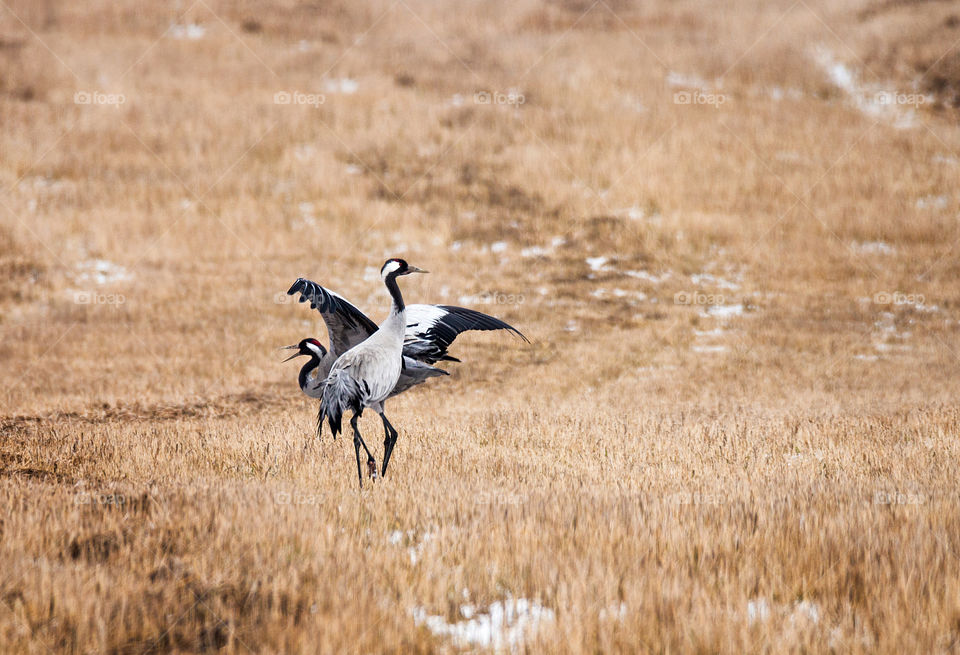 Spring. Cranes. Song. Birds.