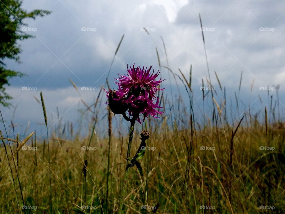 Wild flower..alone attracts in the wild