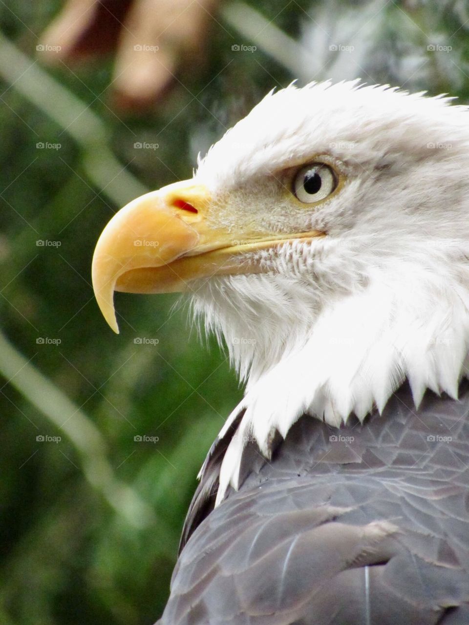 Bald Eagle 