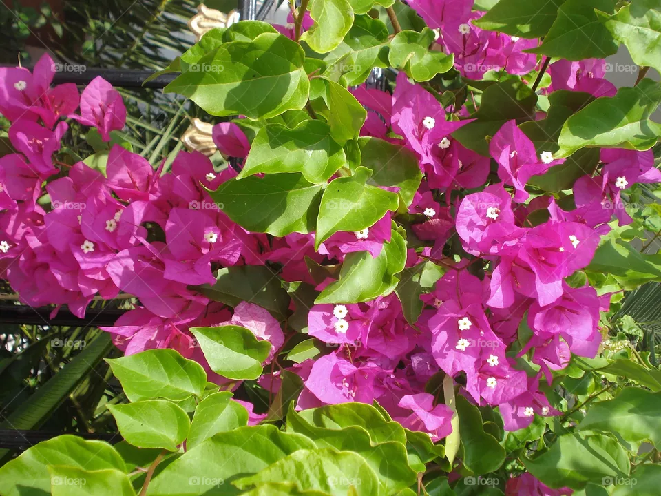 flowers