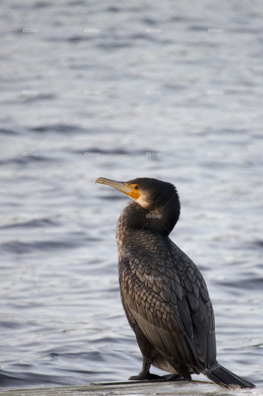 Bird - cormorant enjoying the sun - storskarv 