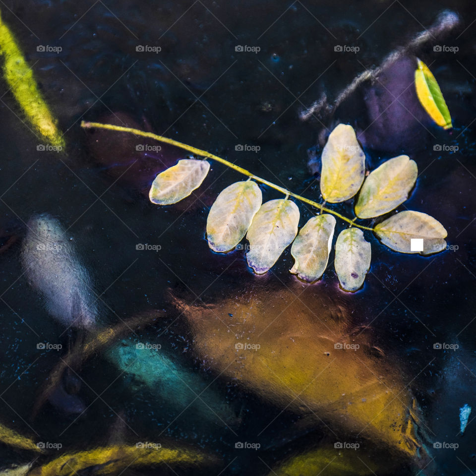 leaf in the ice