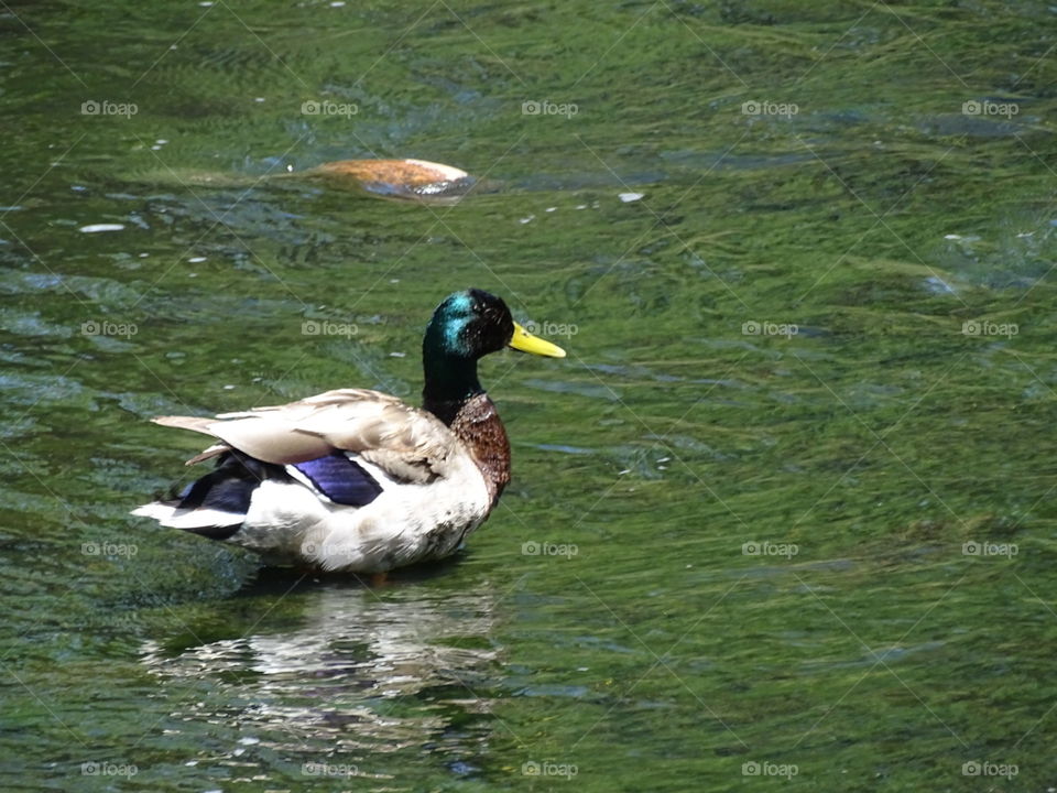 Mallard duck in the river swimming
