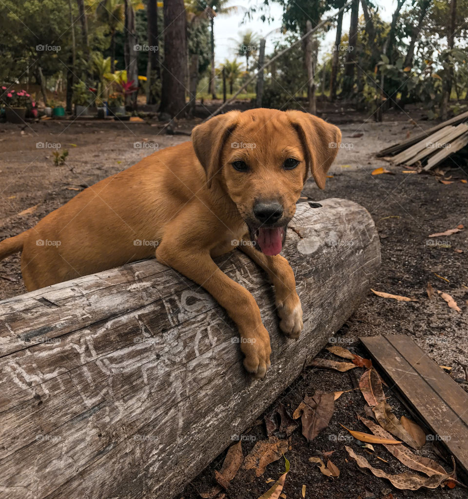 Esse é meu companheiro coquinho 