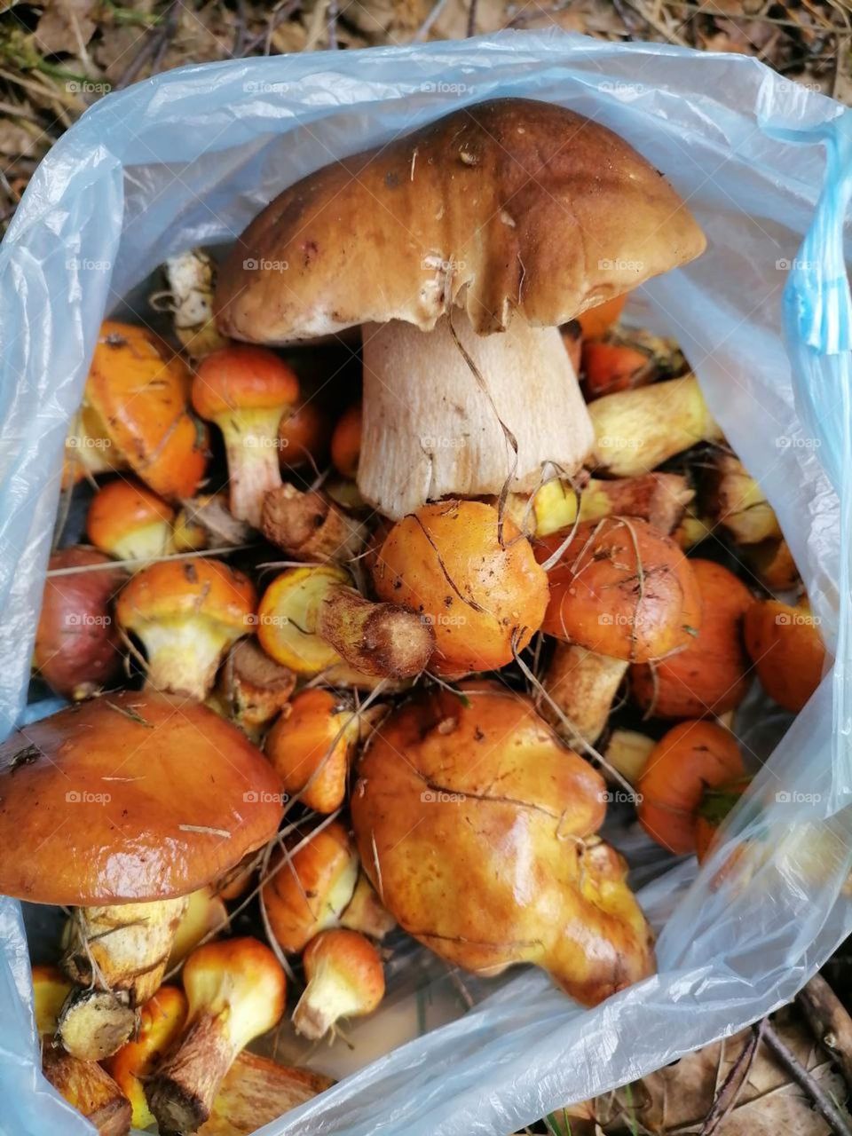 mushrooms this fall