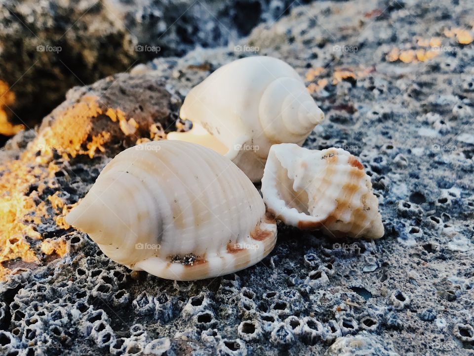 Conch seashells on barnacle