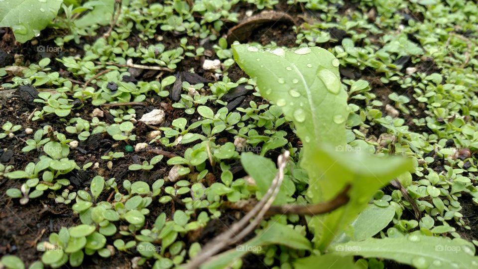 Close up of tiny plants.