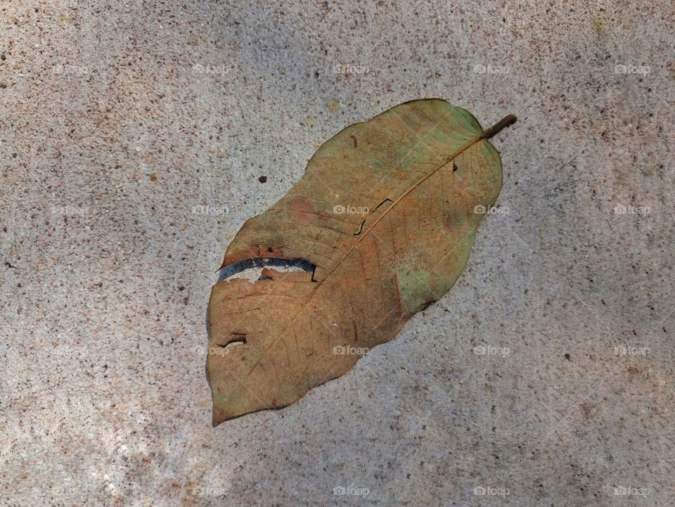 the minimalistic leaf 🌿