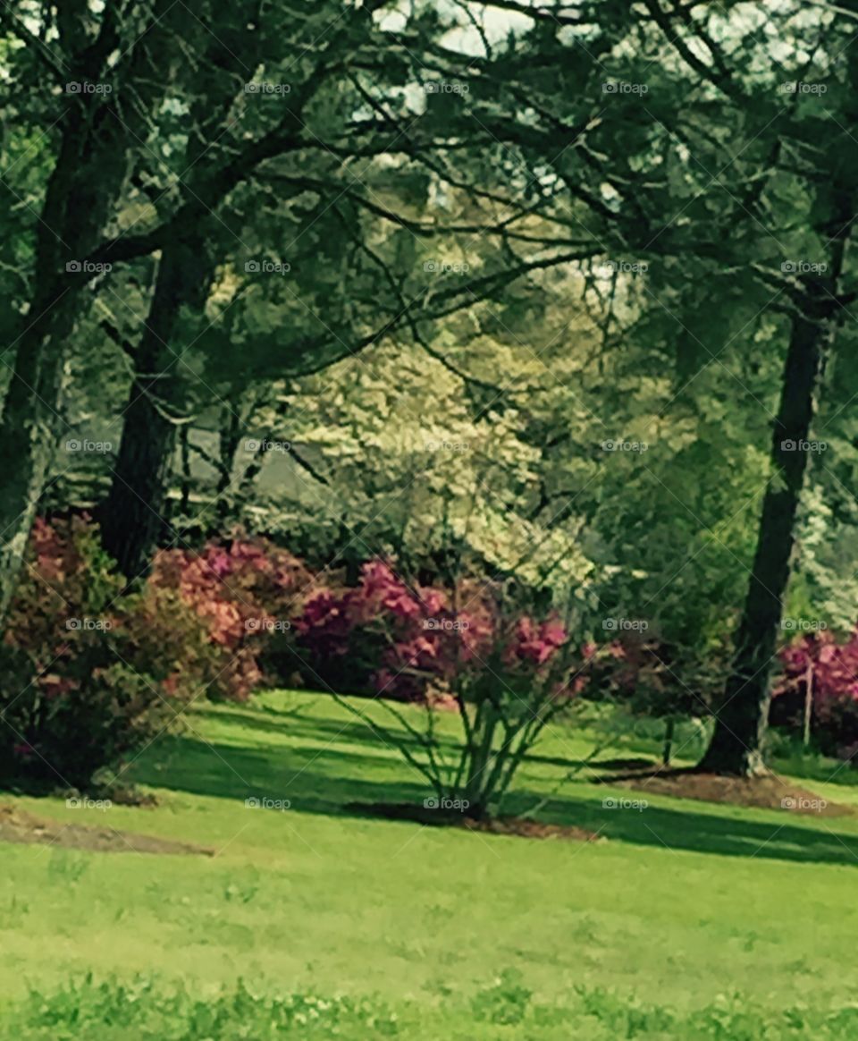 Pretty rose colored azaleas in a yard.