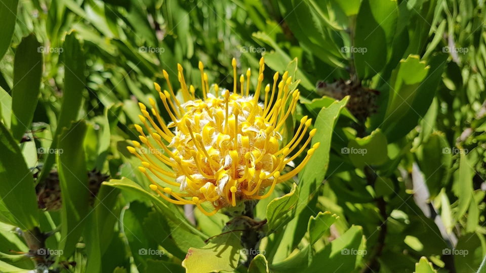 Protea in Stellenbosch South Africa