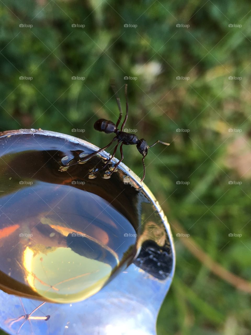 Worker ant on edge of spoon closeup legs high in air