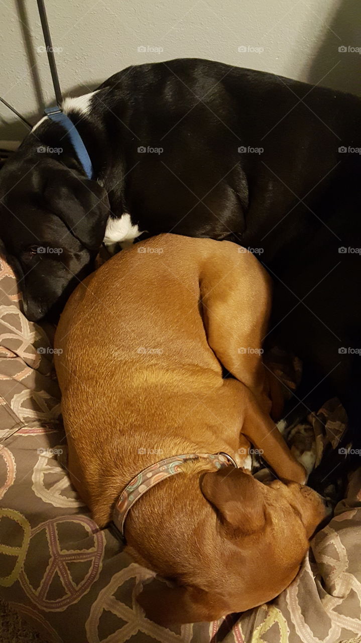 2 Dogs on a Beanbag