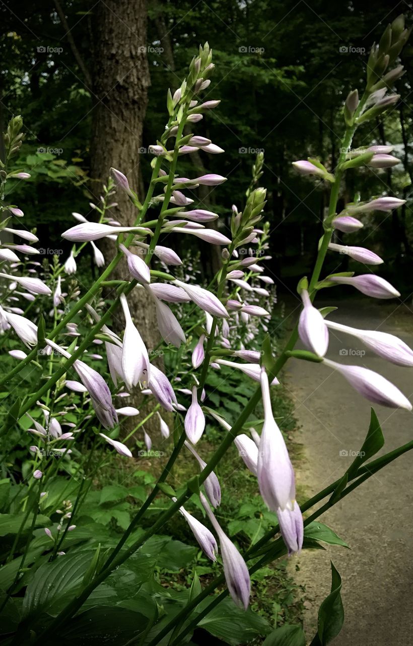 Almost in bloom for these violet beauties 