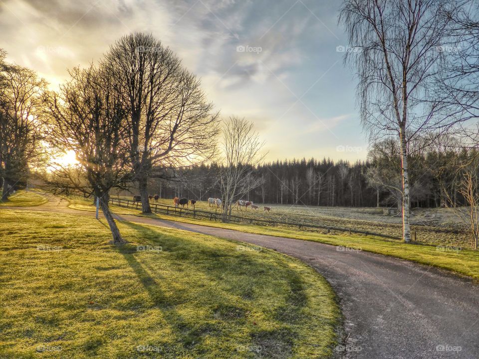 morning sun  . morning sun over the cow pasture 