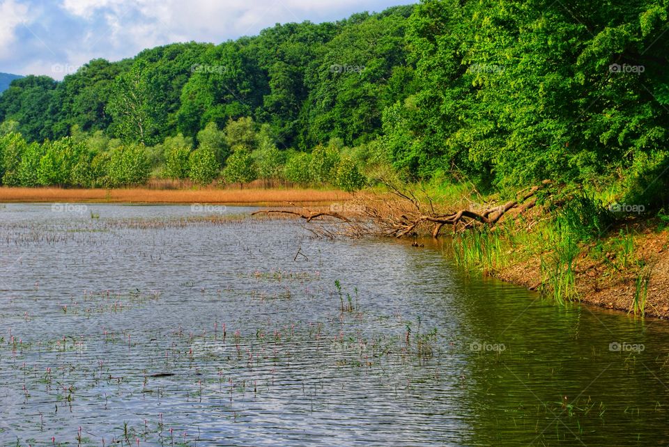 lake and forest