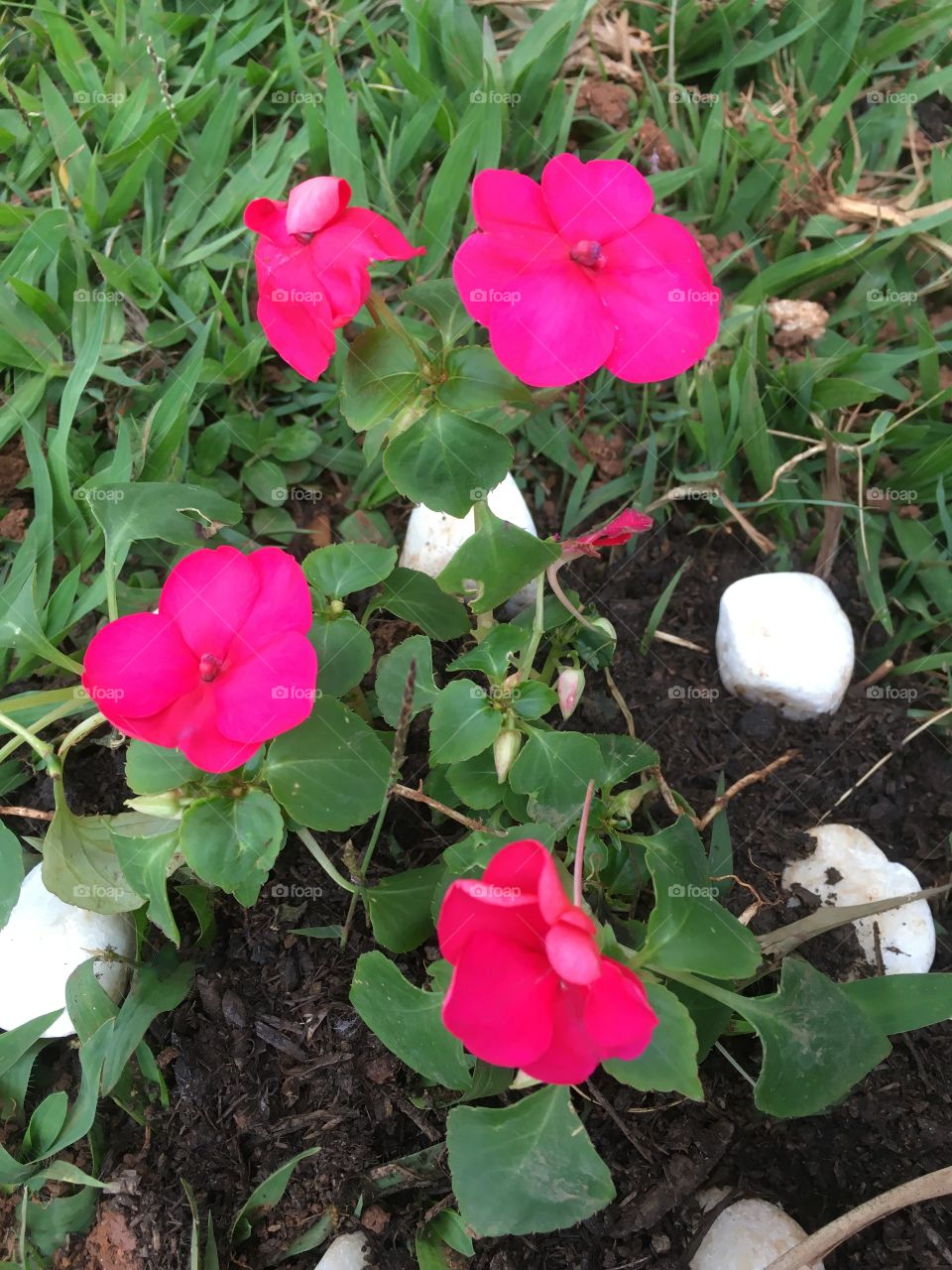 🌹 🇺🇸 Very beautiful flowers to brighten our day.  Live nature and its beauty. Did you like the delicate petals? / 🇧🇷 Flores muito bonitas para alegrar nosso dia. Viva a natureza e sua beleza. Gostaram das pétalas delicadas? 