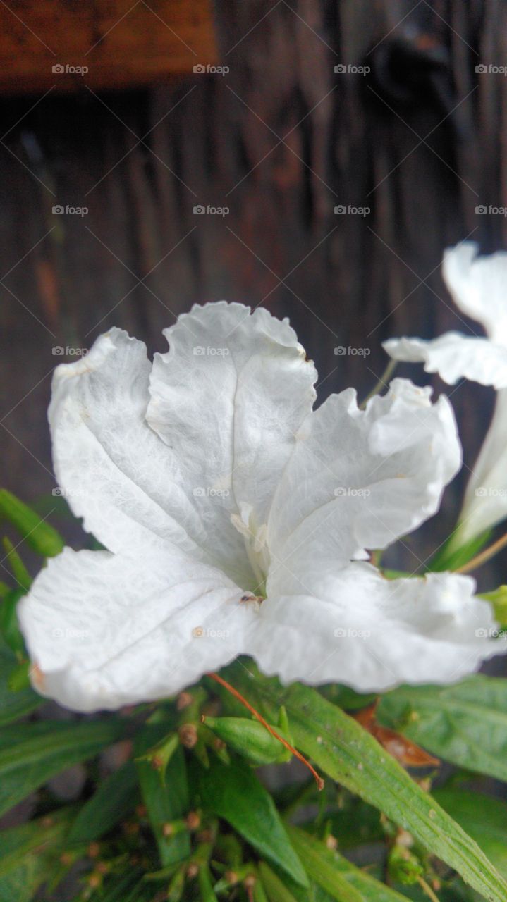 White flower/AMAZÔNIA/Brasil