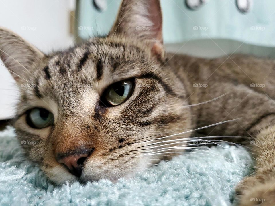 Tabby relaxing on bathroom rug