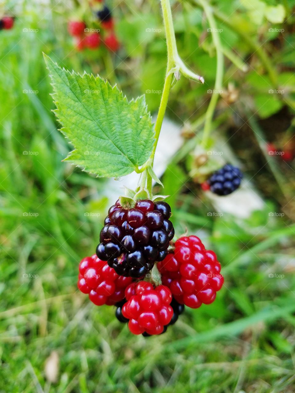 BlackBerry