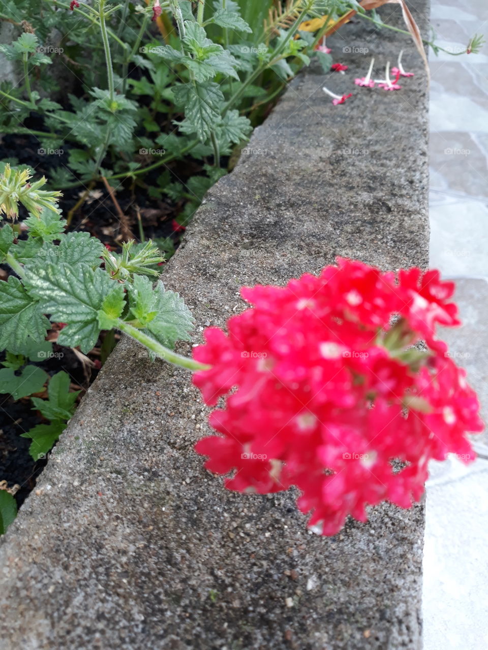 littlle flowers on the wall