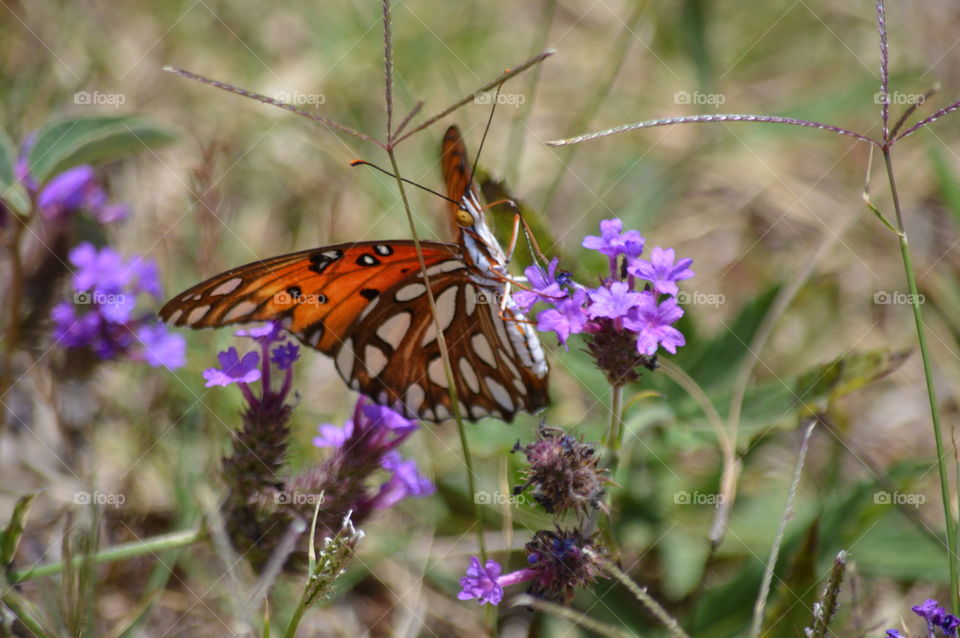 butterfly