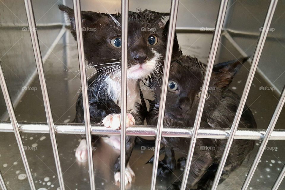 Kitten wash day at work!